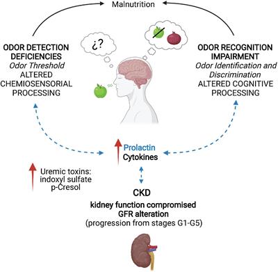 Neuroimmunoendocrine Link Between Chronic Kidney Disease and Olfactory Deficits